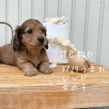 ミニチュアダックスフンド(ロング)【鹿児島県・女の子・2023年3月27日・レッド】の写真「PRAクリアーの子犬」