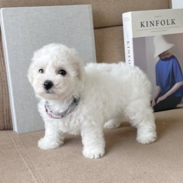 ビションフリーゼ【鹿児島県・女の子・2023年7月2日・ホワイト】の写真「お人形みたいに可愛い女の子」