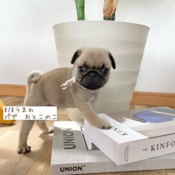 パグ【鹿児島県・男の子・2022年8月8日・フォーン】の写真「まん丸とした可愛いお顔の男の子」