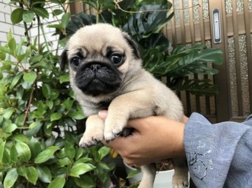 パグ【鹿児島県・女の子・2020年9月7日・フォーン】の写真「ムチムチパグ姫」