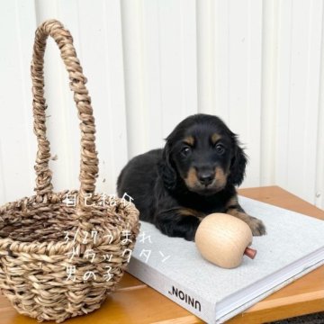 ミニチュアダックスフンド(ロング)【鹿児島県・男の子・2023年3月27日・ブラックタン】の写真「PRAクリアーの子犬」