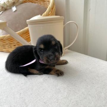ミニチュアダックスフンド(ロング)【鹿児島県・女の子・2022年9月11日・ブラックタン】の写真「両親共PRAクリアー」