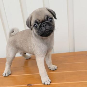 パグ【鹿児島県・男の子・2022年7月24日・フォーン】の写真「むちむちboy」