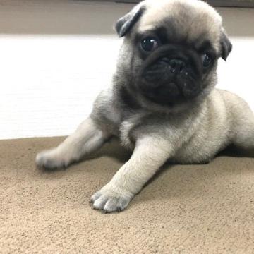 パグ【鹿児島県・女の子・2022年7月25日・フォーン】の写真「わがままボディな女の子」