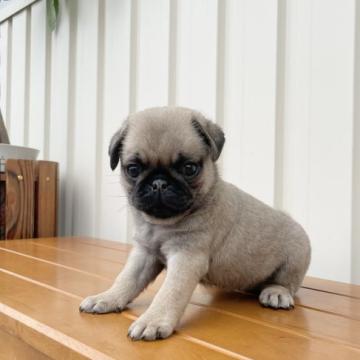 パグ【鹿児島県・女の子・2022年8月1日・フォーン】の写真「わがままボディな女の子」