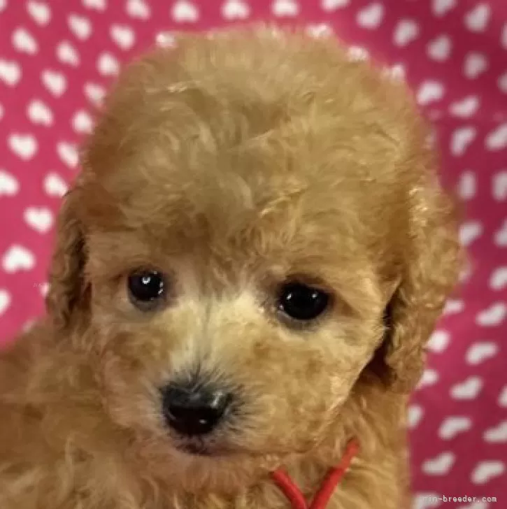 K.M 様のお迎えした子犬