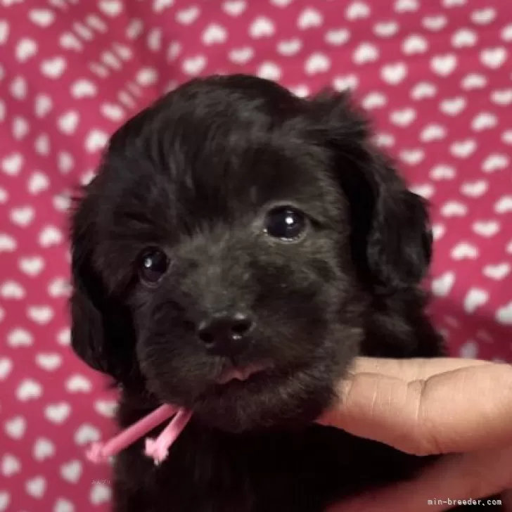 ミックス(ビションフリーゼ×ダップー)【北海道・女の子・2025年6月8日・シルバー】の写真1