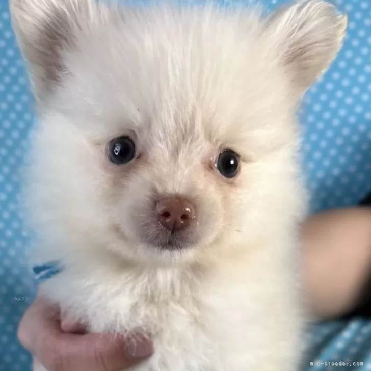 ID：2411-07444の子犬