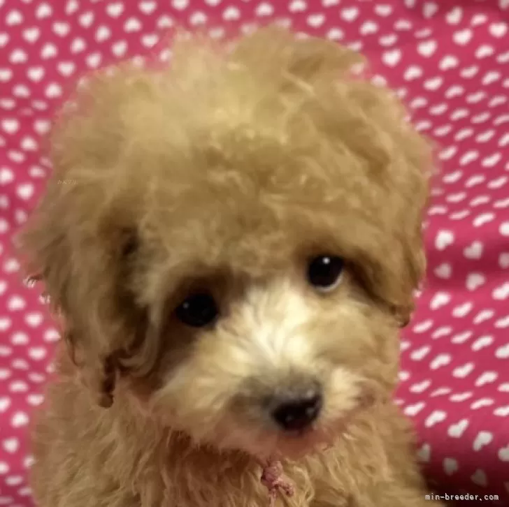 ID：2510-06872の子犬