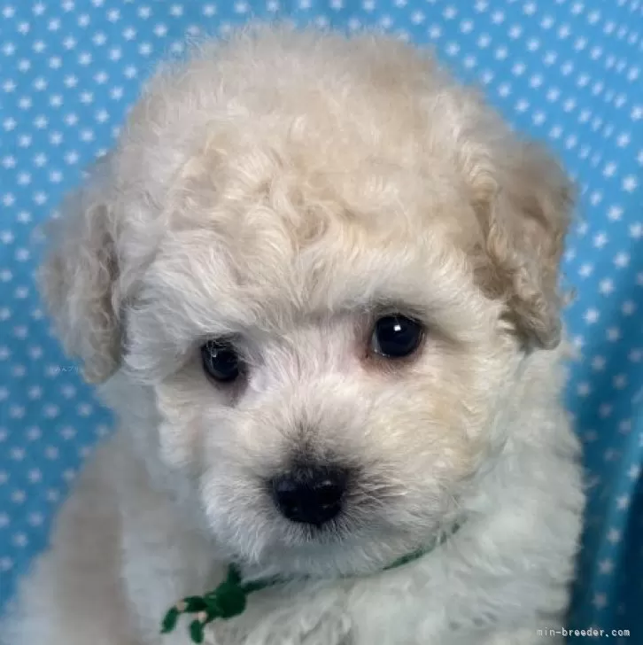 J.K 様のお迎えした子犬