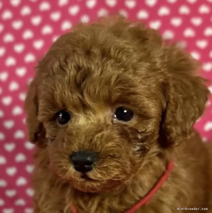 ぴのパパ 様のお迎えした子犬