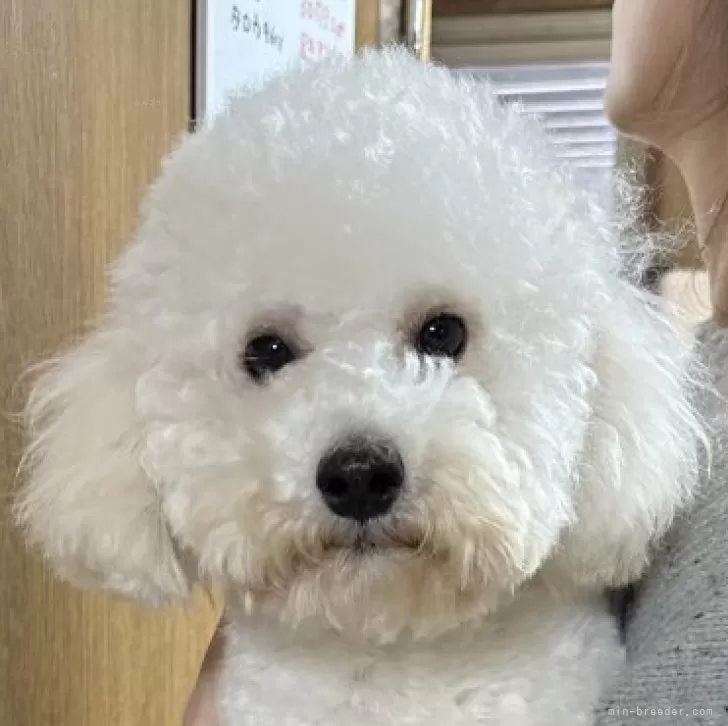 ID:2410-08108の子犬