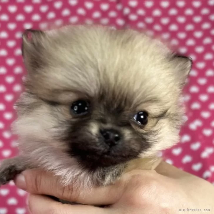 ポメラニアン【北海道・女の子・2024年12月16日・ウルフセーブル】の写真1