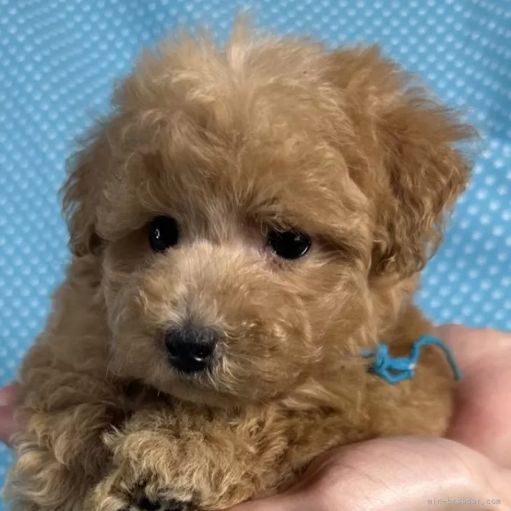 ID：2510-02655の子犬