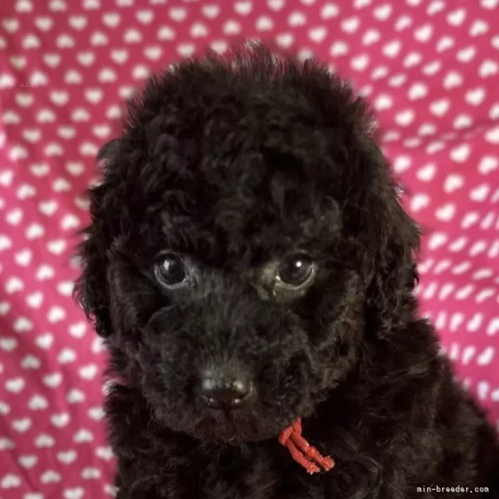 nnmk 様のお迎えした子犬