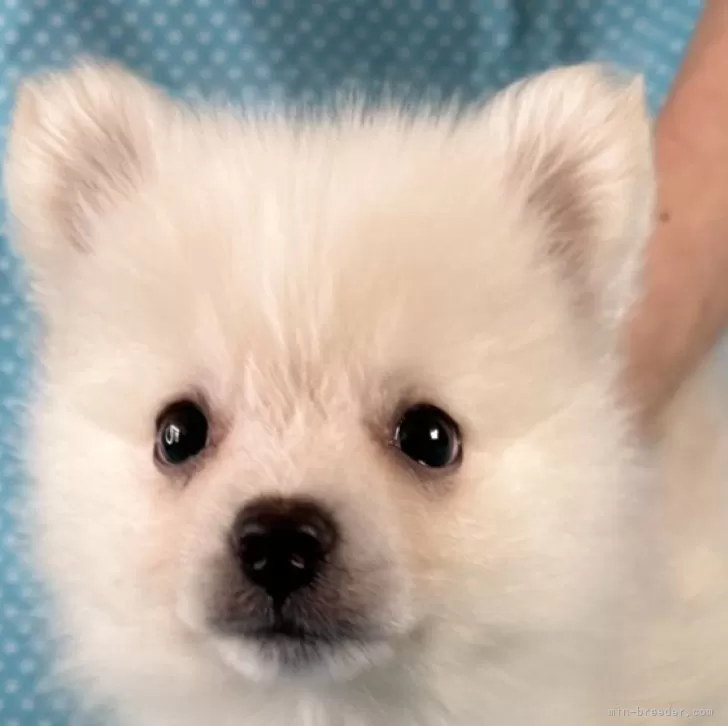 ID:2411-07446の子犬