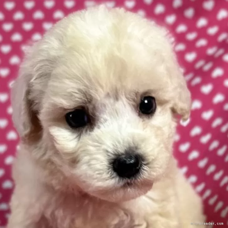 ID:2411-03710の子犬