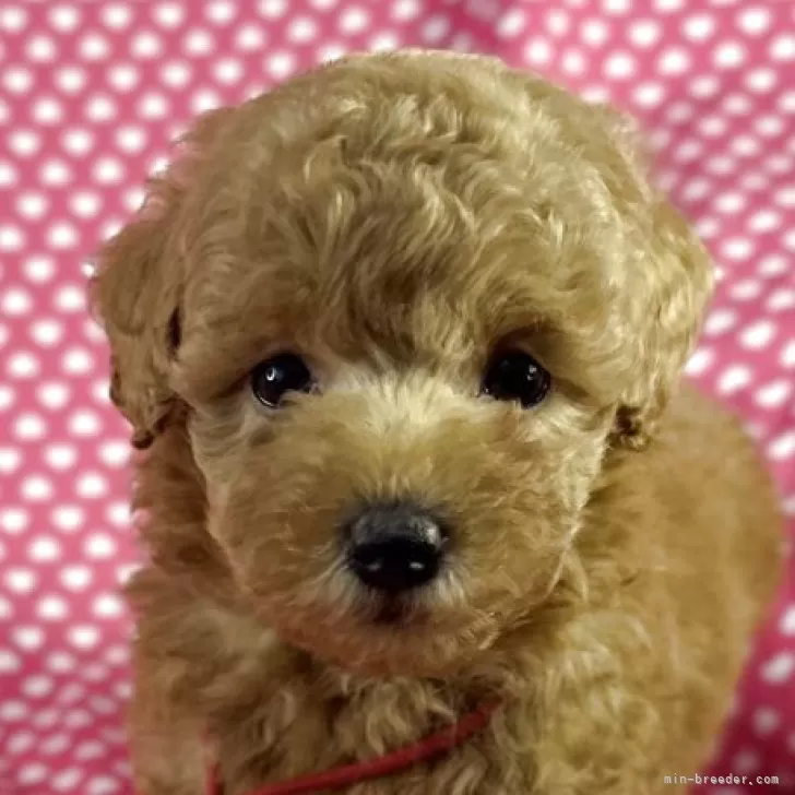エリエリ 様のお迎えした子犬