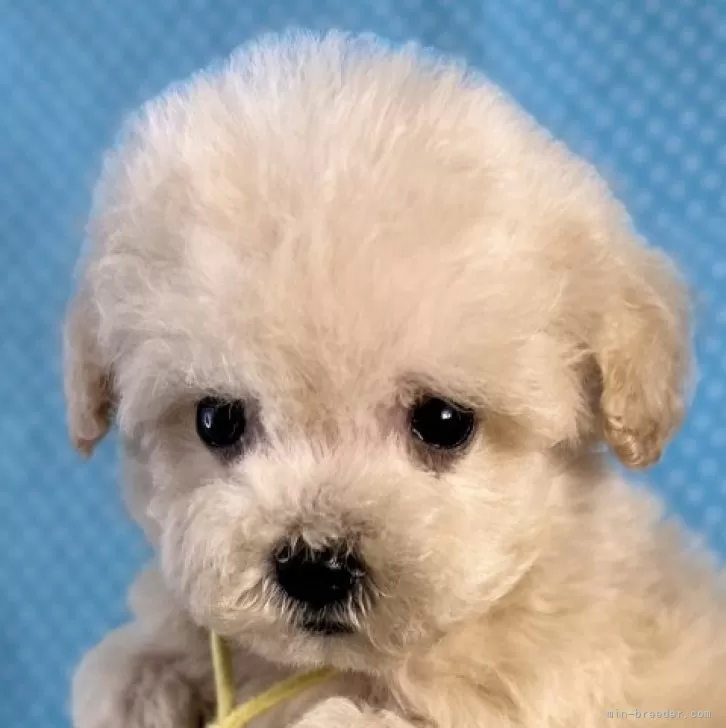 ID:2503-01235の子犬