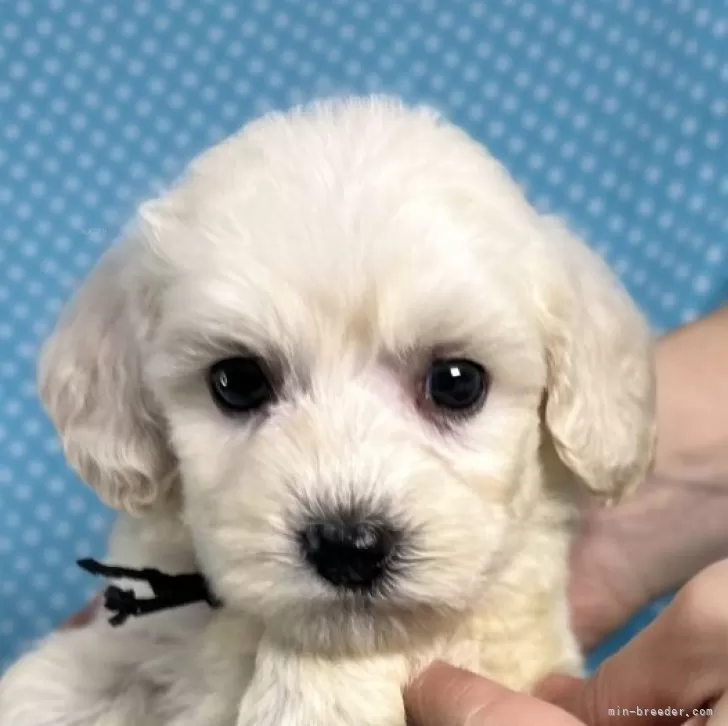 ID:2411-03714の子犬