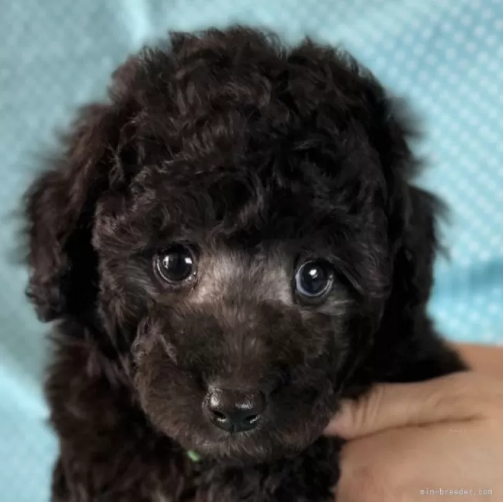 J.Y 様のお迎えした子犬