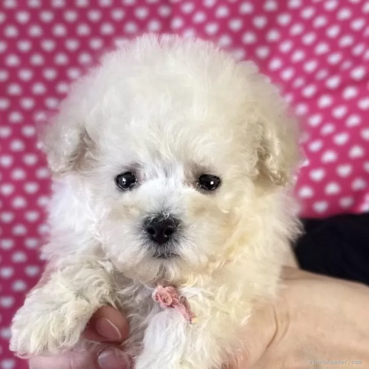 Y.N 様のお迎えした子犬