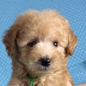 トイプードル(トイ)【北海道・男の子・2025年8月24日・アプリコット】の写真「優しいお顔の男の子です。
込み込み価格」