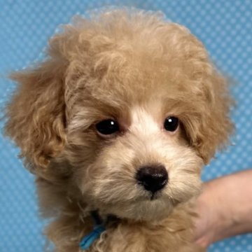 トイプードル(トイ)【北海道・男の子・2025年8月24日・アプリコット】の写真「とても可愛いお顔の男の子です。
込み込み価格」