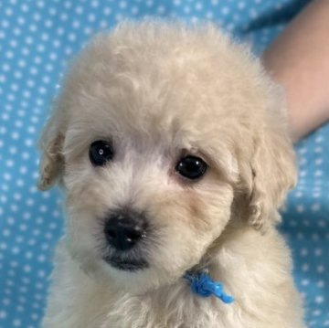 トイプードル(トイ)【北海道・男の子・2025年9月24日・クリーム】の写真「優しいお顔をの男の子です。
込み込み価格」