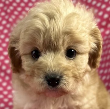 キャバション(ビションフリーゼ×キャバリア)【北海道・女の子・2025年10月16日・アプリコット】の写真「ミニゴールデンレトリバーのような
可愛い女の子。」