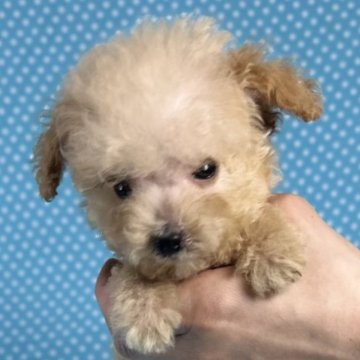 トイプードル(ティーカップ)【北海道・男の子・2025年8月24日・クリーム】の写真「とても可愛い男の子です。
込み込み価格」