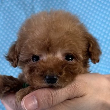 ティーカッププードル【北海道・男の子・2025年4月3日・アプリコット】の写真「とても可愛い男の子です。
込み込み価格」