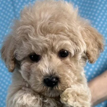 ビションプー(ビションフリーゼ×トイプードル)【北海道・男の子・2025年10月24日・アプリコット】の写真「縫いぐるみの様な男の子です。
込み込み価格」