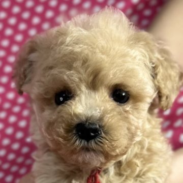 ビションプー(ビションフリーゼ×トイプードル)【北海道・女の子・2025年10月24日・アプリコット】の写真「お目めクリクリの可愛い女の子です。
込み込み価格」