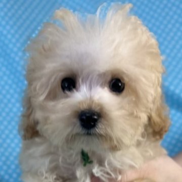 ミックス(トイプードル×ダップー)【北海道・男の子・2025年8月23日・クリーム】の写真「お目めクリクリの可愛い男の子
込み込み価格」