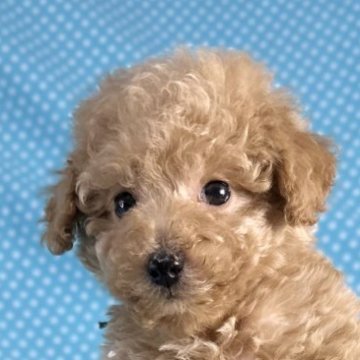 トイプードル(タイニー)【北海道・男の子・2025年10月2日・アプリコット】の写真「優しいお顔の男の子です。
込み込み価格」