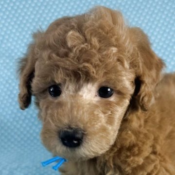トイプードル(トイ)【北海道・男の子・2025年2月15日・アプリコット】の写真「とても優しいお顔の男の子です。
込み込み価格」
