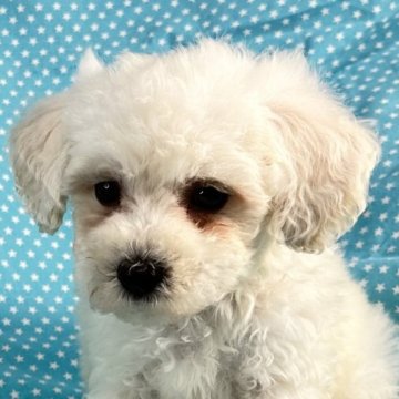 ビションプー(ビションフリーゼ×トイプードル)【北海道・男の子・2025年10月29日・ホワイト】の写真「お目めクリクリの男の子です。
込み込み価格」
