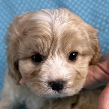 キャバション(ビションフリーゼ×キャバリア)【北海道・男の子・2025年10月16日・アプリコット&ホワイト】の写真「縫いぐるみの様な男の子です。　
込み込み価格」