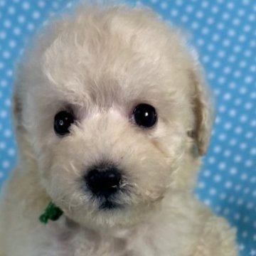 ビションプー(ビションフリーゼ×トイプードル)【北海道・男の子・2025年8月19日・クリーム】の写真「お目めクリクリの男の子です。
込み込み価格」