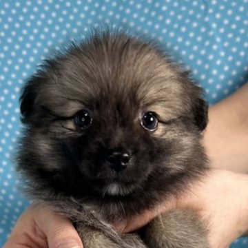 ポメプー(トイプードル×ポメラニアン)【北海道・男の子・2025年10月21日・ウルフセーブル】の写真「モフモフな男の子です。
込み込み価格」