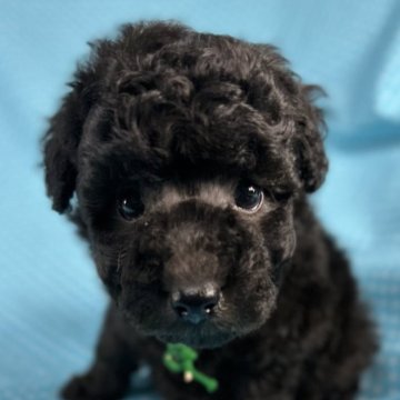 シュナプー(トイプードル×ミニチュアシュナウザー)【北海道・男の子・2025年10月19日・シルバー】の写真「可愛いお顔の男の子です。
込み込み価格」