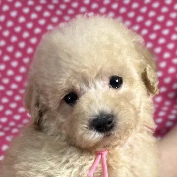 トイプードル(トイ)【北海道・女の子・2025年9月24日・アプリコット】の写真「とても可愛いお顔の女の子です。
込み込み価格」
