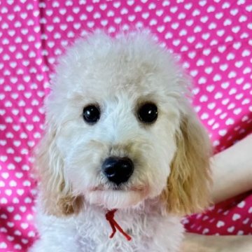 ミックス(トイプードル×ダップー)【北海道・女の子・2025年8月23日・クリーム】の写真「お目めクリクリの女の子です。
込み込み価格」