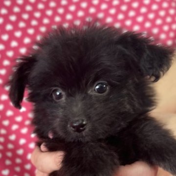 ポメプー(トイプードル×ポメラニアン)【北海道・女の子・2025年6月23日・シルバーグレー】の写真「お目めクリクリの女の子です。
込み込み価格」