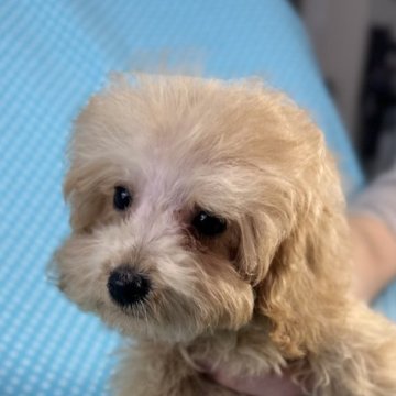 ミックス(トイプードル×ダップー)【北海道・男の子・2025年8月23日・クリーム】の写真「とても人懐こい男の子です。
込み込み価格」