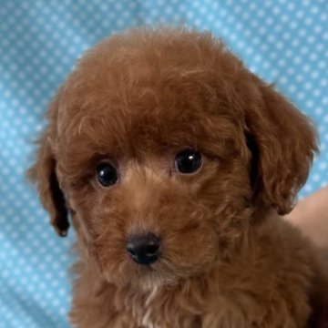 トイプードル(トイ)【北海道・男の子・2025年8月22日・レッド】の写真「お目めクリクリの男の子です。
込み込み価格」