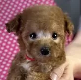 ティーカッププードル