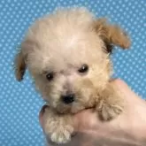ティーカッププードル【北海道・男の子・2025年8月24日・クリーム】の写真1