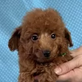 トイプードル(トイ)【北海道・男の子・2025年8月22日・レッド】の写真1